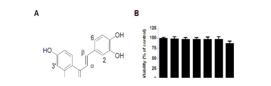 Chemical structure of butein (A), effect of butein on cytotoxicity in human dental pulp (HDP) cells (B). Values are mean ± S.D. of three experiments.