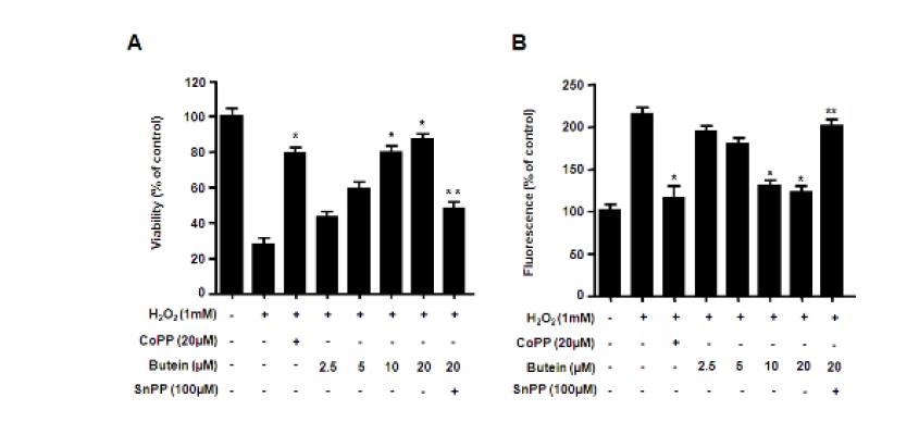 Cytoprotective effect of butein on hydrogen peroxide-induced cytotoxicity (A) and reactive oxygen species production (B) in HDP cells (A).