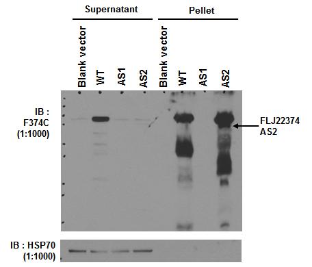 그림 2-93. Transfectant cell의 supernatant와 pellet에서 FLJ22374와 HSP70을 detection한 immunoblotting결과