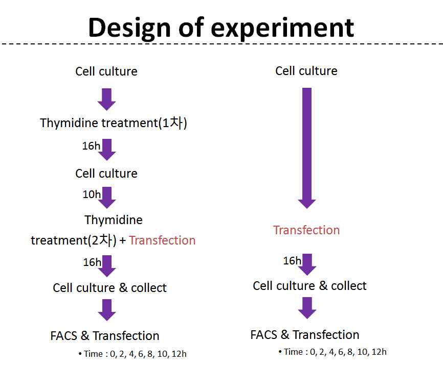 그림 2-94. Thymidine treatment를 통하여 cell cycle arrest를 하는 과정.