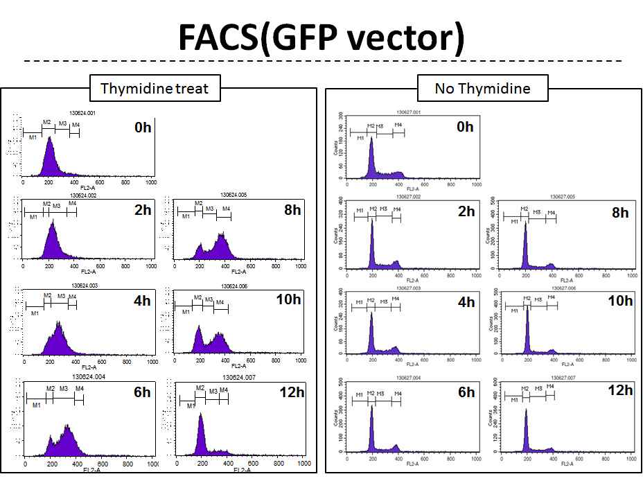 그림 2-95. Thymidine 처리에 의한 cell cycle arrest를 FACS를 통해 확인한 결과