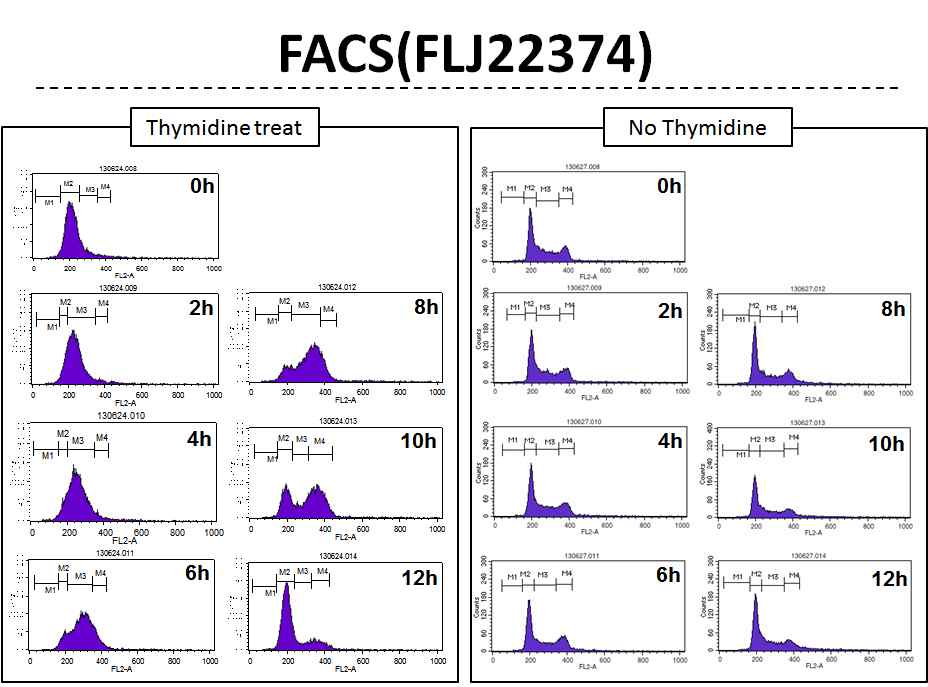 그림 2-95. Thymidine 처리에 의한 cell cycle arrest를 FACS를 통해 확인한 결과