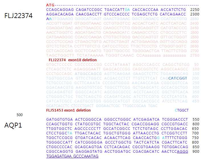 그림 2-4. FLJ22374와 AQP1의 read-through fusion transcript를 cloning하여 얻은 염기서열.