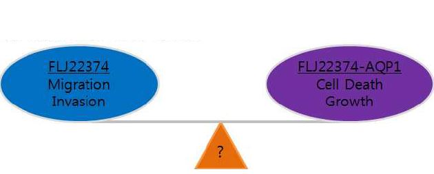 그림 2-8. FLJ22374의 read-through fusion transcript에 의해 달라진 function에 의해 달라질 수 있 는 cell fate