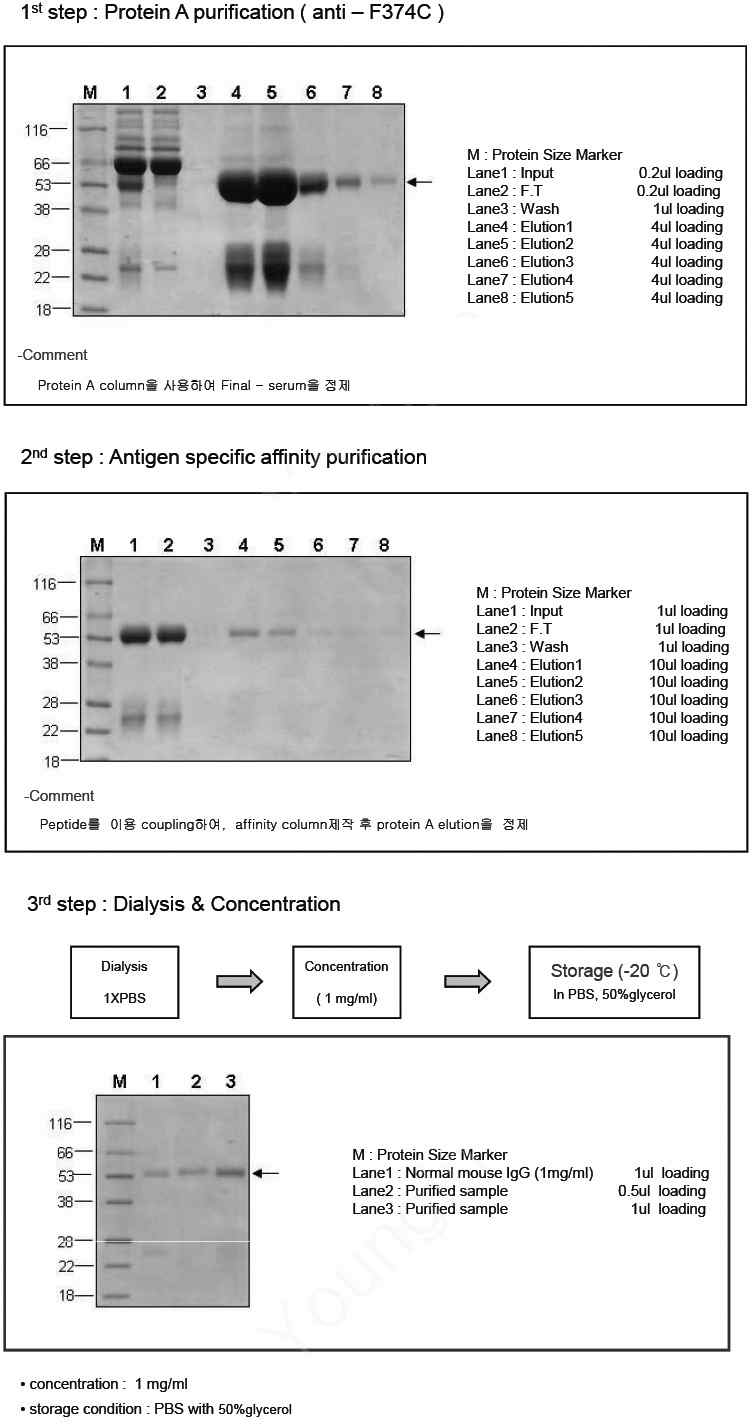 그림 2-9. FLJ22374 C-terminal antibody의 정제과정 및 PAGE 상에서의 확인 결과