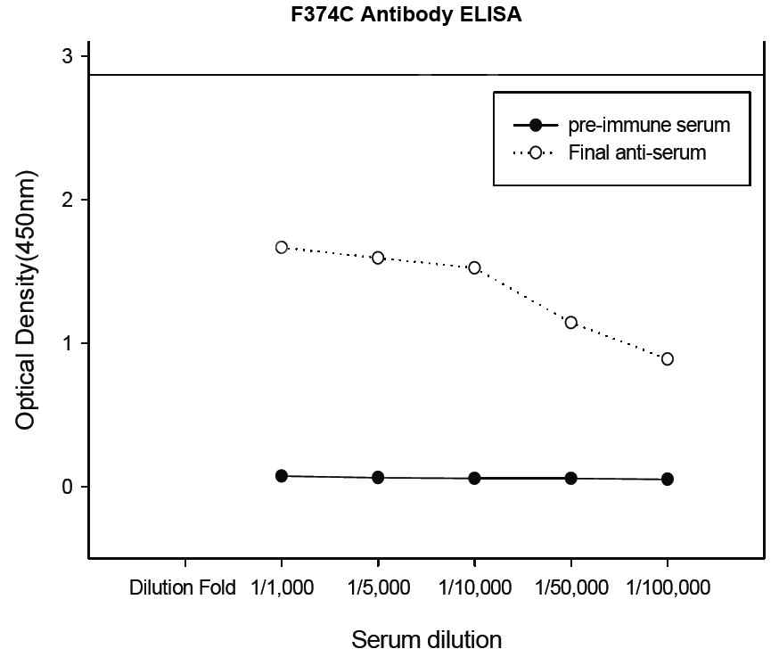 그림 2-10. FLJ22374 C-terminal antibody의 ELISA결과