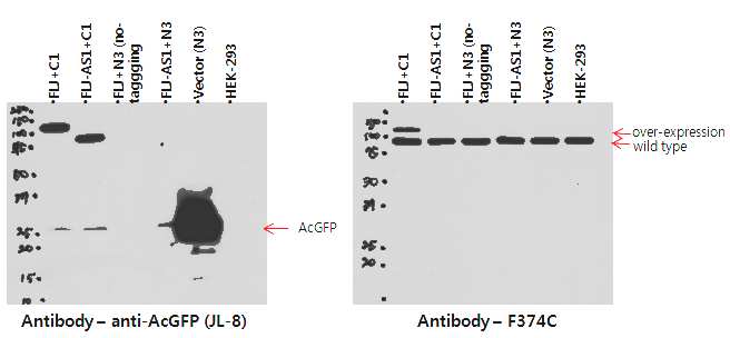 그림 2-11. anti-GFP mAb(JL-8)와 FLJ22374 C-terminal antibody로 detect된 over-expressed protein과 endogenous protein