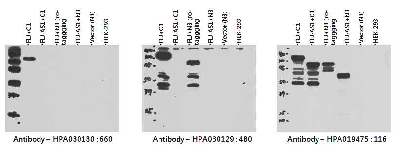 그림 2-12. Protein Atlas사의 antibody로 detect된 FLJ22374 wildtype 및 AS1 expressing cell lysates