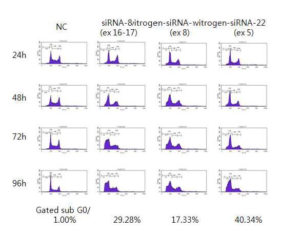 그림 2-21. HCT-116 colon cancer cell에 FLJ22374 specific siRNA를 treatment하여 cell death에 대한 영향을 flow cytometry로 측정한 결과
