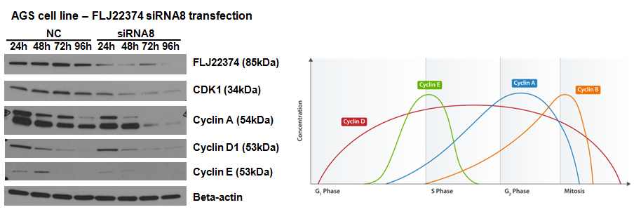 그림 2-25. FLJ22374 siRNA처리시 변화하는 cell cycle 관련 단백질의 level을 western blot으로 detect한 결과
