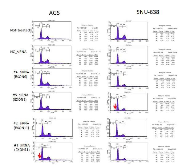 그림 2-27. Exon specific siRNA처리에 따른 AGS cell과 SNU-638에서 cell death의 차이.