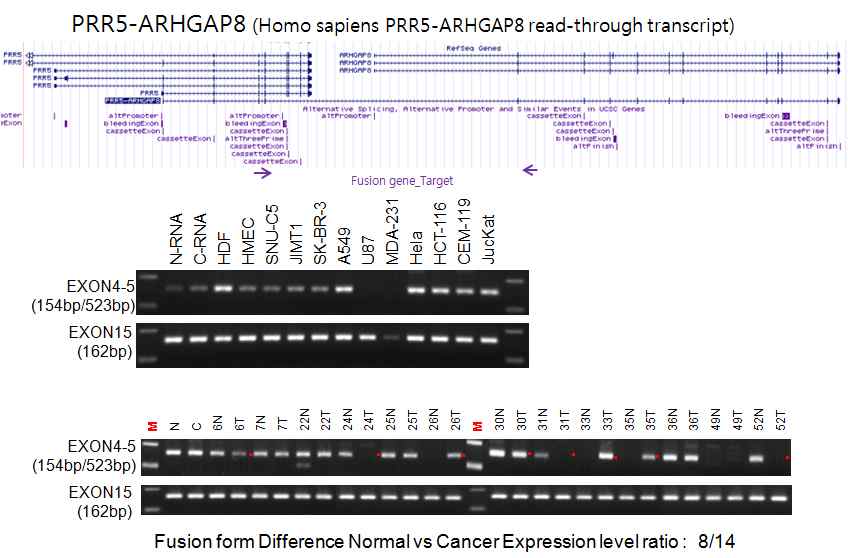 그림 2-29. PRR5와 ARHGAP8의 read-through에 의한 fusion transcript