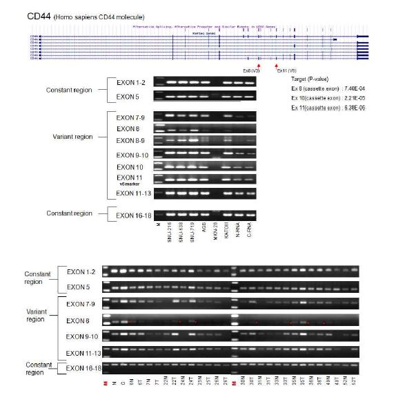그림 2-30. RT-PCR을 통하여 CD44 exon별로 intensity를 비교한 결과