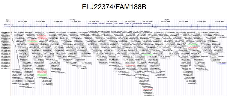 그림 2-33. FLJ22374내부의 ENCODE project의 SNP loci의 map.