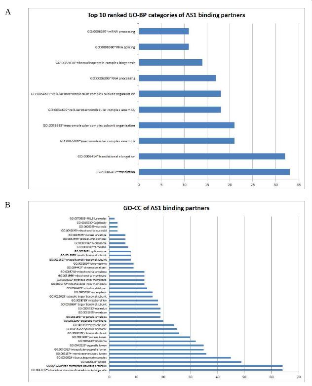 그림 2-39. FLJ22374 AS1 binding partner들의 gene ontology 분석결과