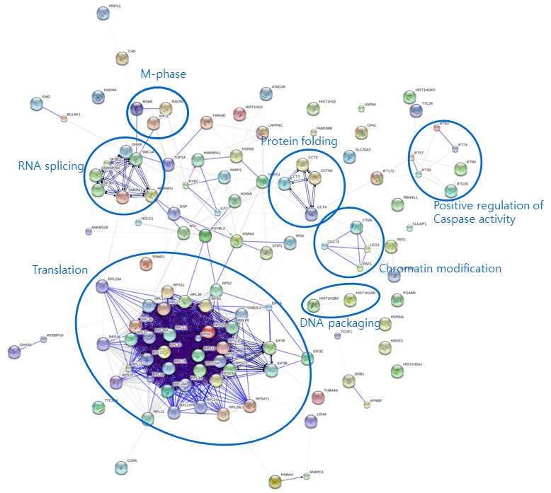 그림 2-41. String-DB를 통하여 분석된 FLJ22374 WT protein의 immunoprecipiation을 통해 얻어진 binding partener들간의 interaction 및 GO biological process 상의 분포분석결과