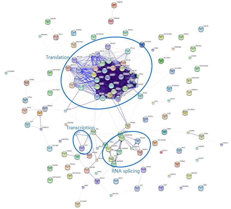 그림 2-42. FLJ22374 AS1 protein의 immunoprecipiation을 통해 얻어진 binding partener들간의 interaction 및 GO biological process 상의 분포분석결과