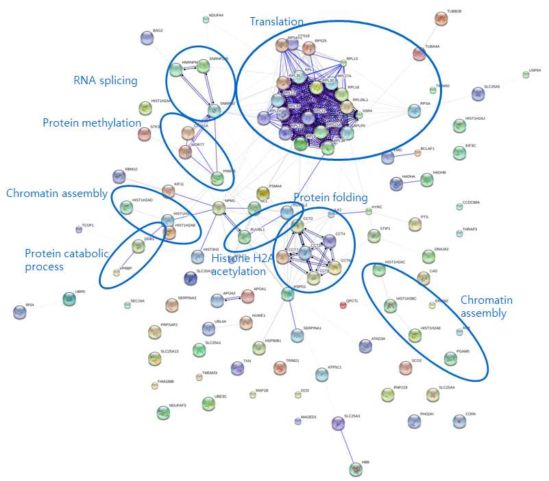 그림 2-43. FLJ22374 AS2 protein의 immunoprecipiation을 통해 얻어진 binding partner들 간의 interaction 및 GO biological process 상의 분포분석결과