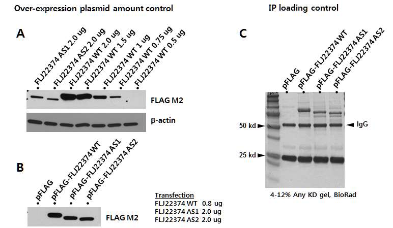 그림 2-44. A. FLJ22374 WT, AS1, AS2간의 발현양을 일치시키기 위하여 plasmid transfection양을 조절한 결과