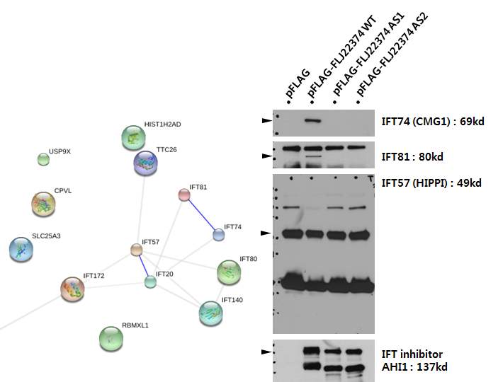 그림 2-46. Intraflagellar protein들에 대한 western blot결과