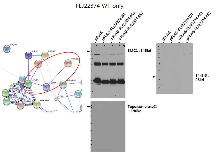 그림 2-47. WT에 특이적인 14-3-3, SMC1A, TOP2A의 상호작용 (좌) 및 immunoprecipitate에 대한 detection결과