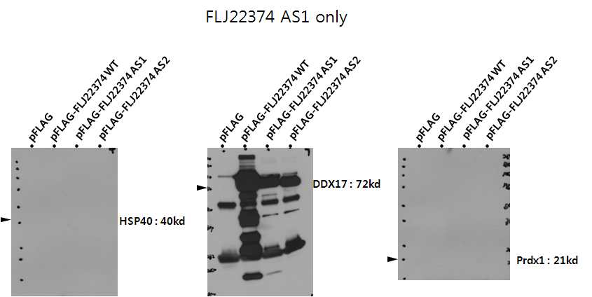 그림 2-48. FLJ22374 AS1에 특이적으로 검출된 HSP40, DDX17, PRDX1의 western blot결과.