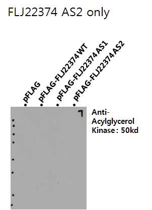 그림 2-49. FLJ22374 AS2에 특이적인 acylglycerol kinase에 대한 western blot결과