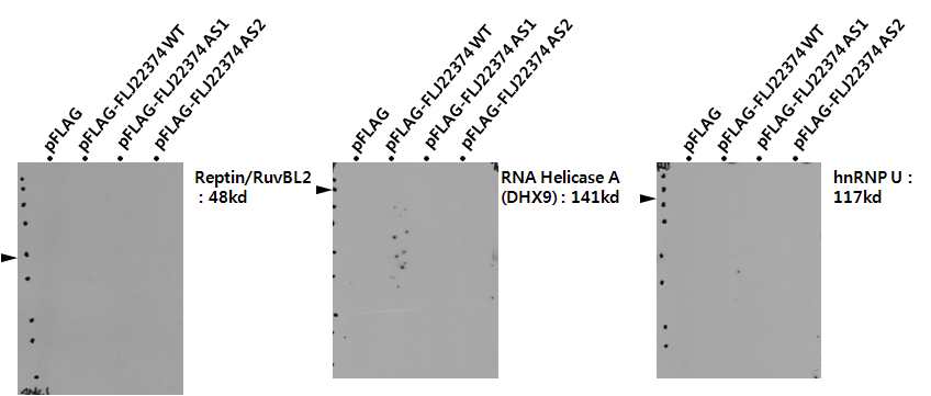 그림 2-50. FLJ22374 WT에 specific하며 서로 상호작용하는 DHX9, hnRNPU, RUVBL2에 대한 western blot의 결과
