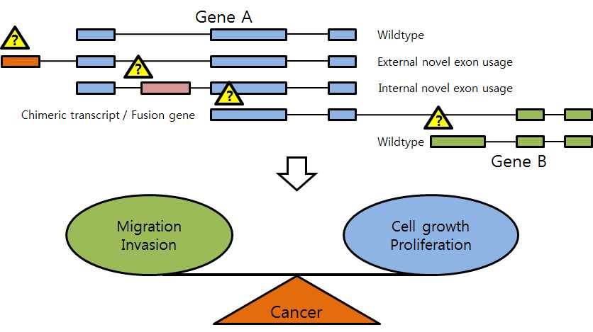 그림 2-52. 인접유전자의 read-through transcription에 의한 fusion transcript의 발생과 발암과정에 대한 영향을 나타낸 모식도