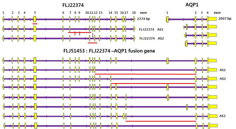 그림 2-53. FLJ22374와 FLJ22374-AQP1 fusion transcript의 alternative splice form을 detect하기 위해 design된 primer set이 cover하는 범위.