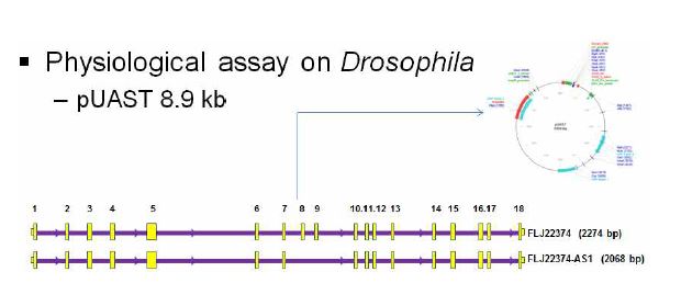 그림 2-56. FLJ22374의 WT과 AS form을 Drosophila에 발현하기 위한 클론