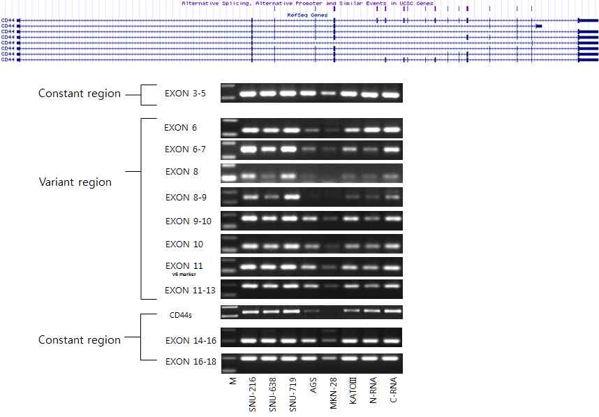 그림 2-58. CD44 constant region과 variable region의 exon별 RT_PCR을 cell line cDNA를 대상으로 수행한 결과