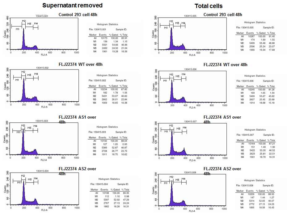 그림 2-60. FLJ22374 alternative splice variant에 따른 cell cycle의 변화 비교결과