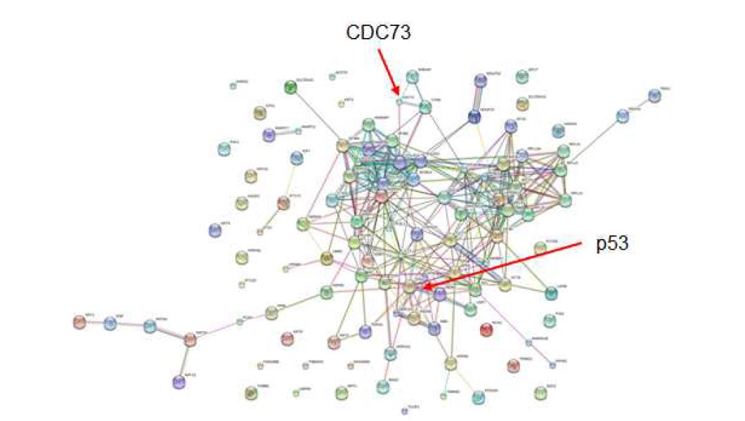 그림 2-62. p53과 CDC73을 포함한 FLJ22374 WT과 상호작용하는 protein들의 interaction map.