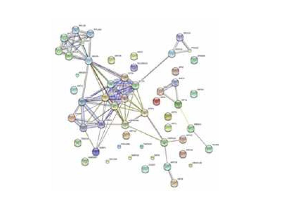 그림 2-68. p53과 CDC73을 포함한 FLJ22374 AS2와 상호작용하는 protein들의 interaction map.