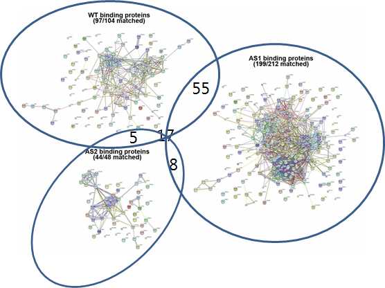 그림 2-69. FLJ22374-WT, AS1, AS2 각 그룹에서의 binding partner들의 Gene ontology matching결과 및 각 그룹간의 상호 공통 단백질의 비교