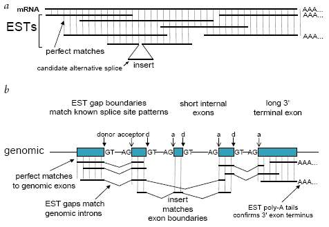 그림 1-1. Computational identification of alternative splicing