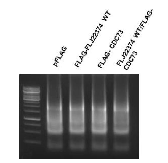 그림 2-70. Genomic DNA의 fragmentation결과.