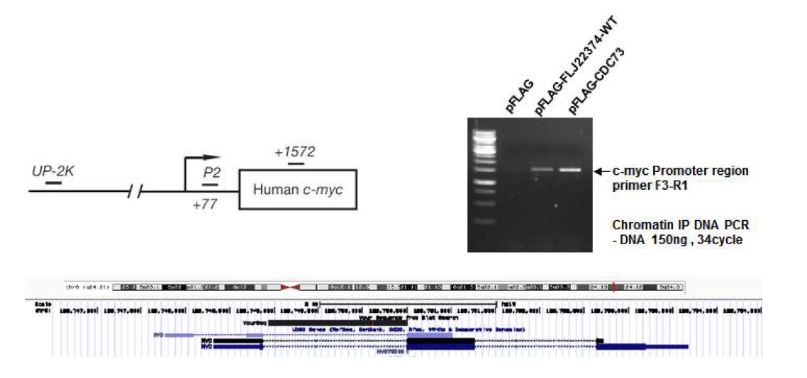 그림 2-71. CDC73 binding region인 c-myc promoter를 PCR한 결과