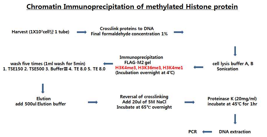 그림 2-81. Histone protein의 methylation에 따른 alternative splicing의 조절기전을 분석하기 위한 chromatin immunoprecipitation 절차.