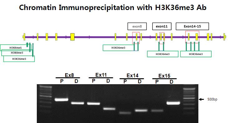 그림 2-82. H3K36me3 antibody로 immunoprecipitate된 genomic DNA를 template로 하여 FAM188B에서 alternative splice variation이 나타나는 부위를 PCR한 결과