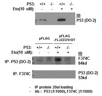 그림 2-87. Etoposide로 DNA damage를 유도하였을 때 나타나는 p53의 발현확인 및 FAM188B protein의 detection