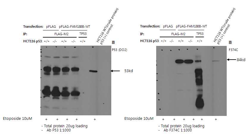 그림 2-88. HCT116 p53+/+ cell과 null cell에서 p53 (DO-1) antibody로 immunoprecipitate 한 뒤 각각 p53과 F374C antiboy로 detection한 결과