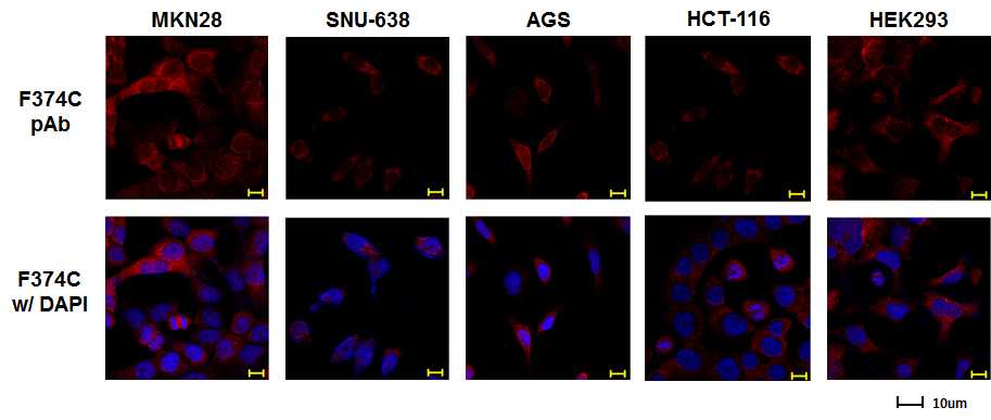 그림 2-90. 각종 cell line들에 대한 FLJ22374 protein 특이적 polyclonal antibody인 F374C의 immunocytochemistry 결과