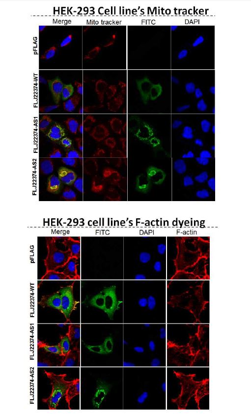 그림 2-91. HEK-293 cell에서 mitotracker, phalloidin, ER tracker를 이용하여 FLJ22374의 발현위치를 분석한 결과