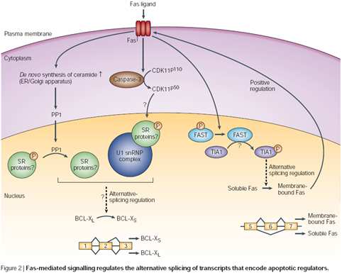 그림 1-2. Alternative splicing에 의한 pro-apoptotic form과 anti-apoptotic form 의 선택.