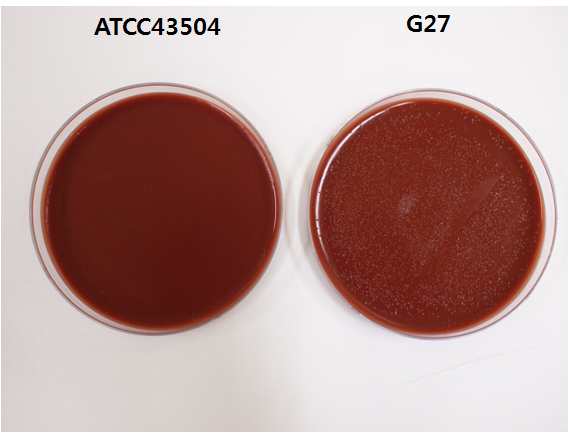 Figure1. H.pylori ATCC43504, G27배양 확인