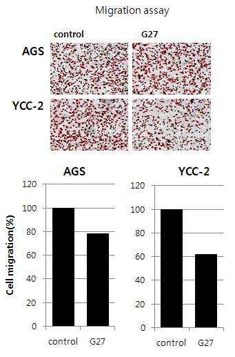 Figure5. Cancer cell line (AGS, YCC-2)에 H.pylori을 감염시킨 후 migration 확인