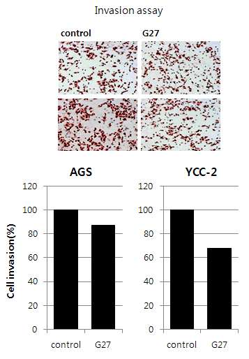 Figure6. Cancer cell line (AGS, YCC-2)에 H.pylori을 감염시킨 후 invasion 확인