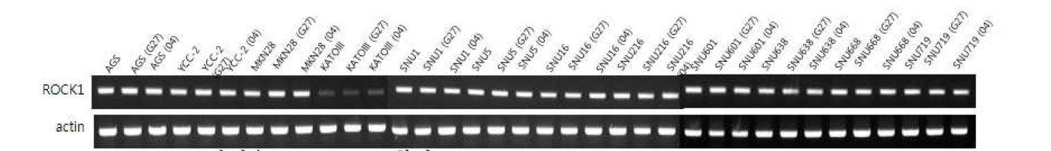 Figure10. ROCK1발현을 RT-PCR로 확인